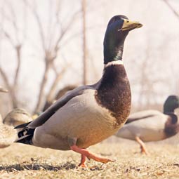 ddos在线压力测试平台